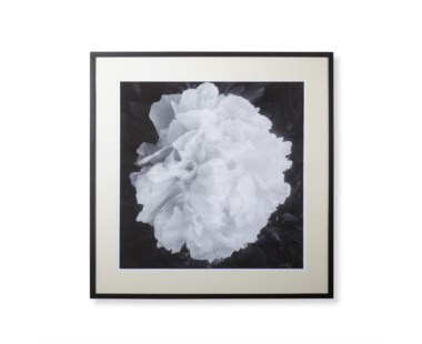 White Dahlia